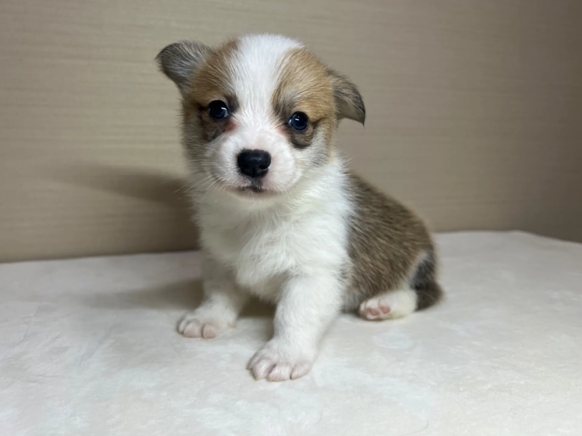 コーギー(3/14生)