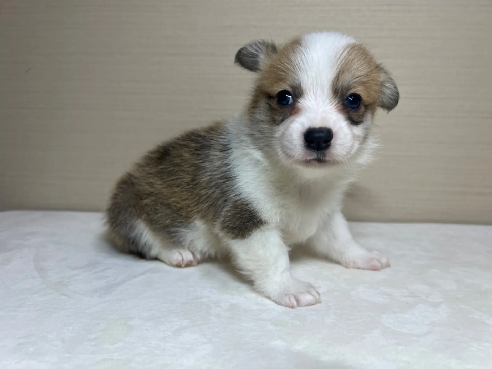 コーギー(3/14生)