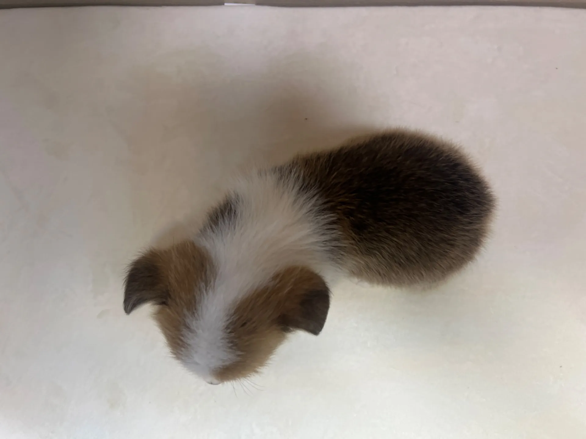 コーギー(3/14生)