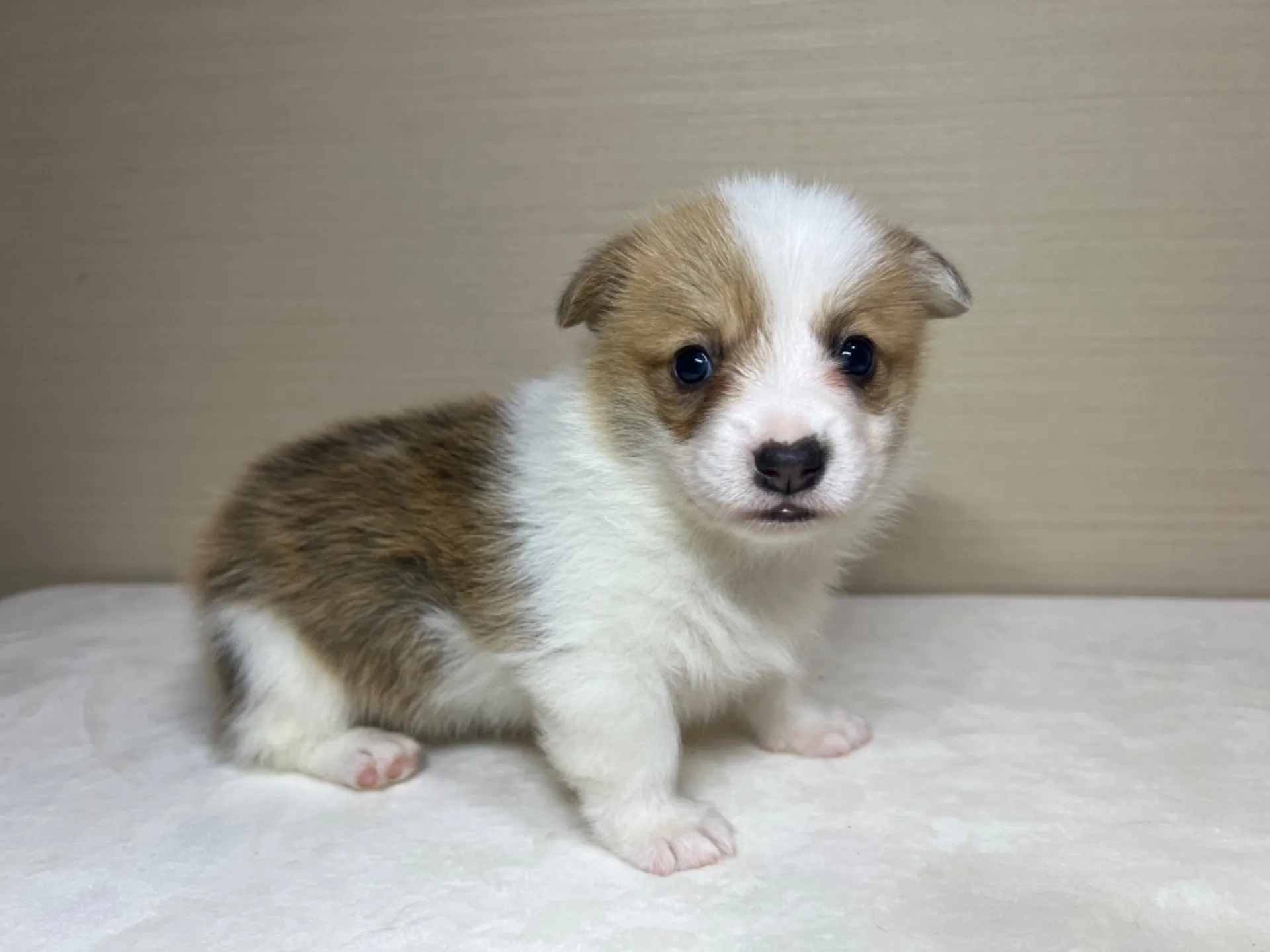 コーギー(3/14生)