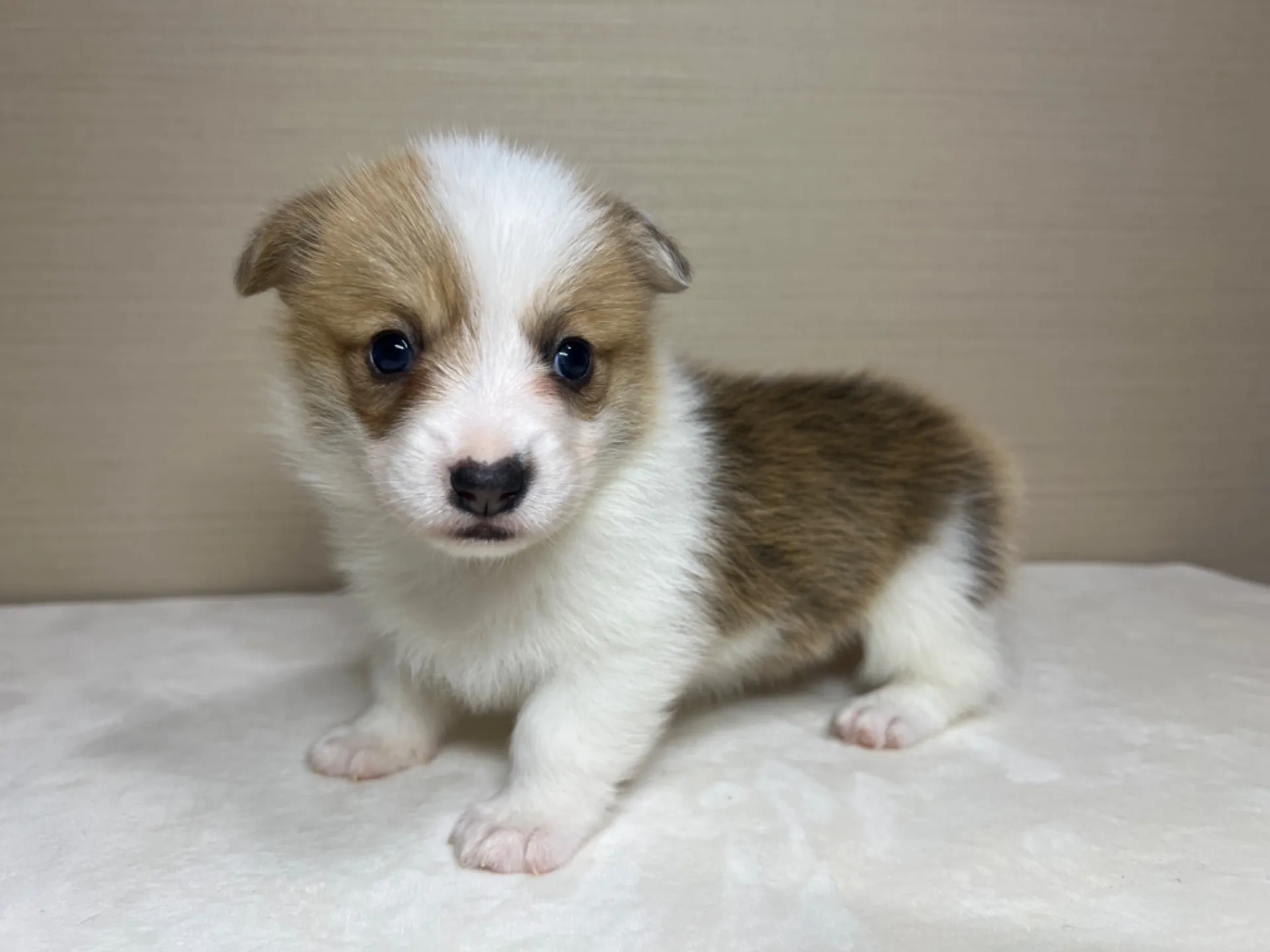 コーギー(3/14生)