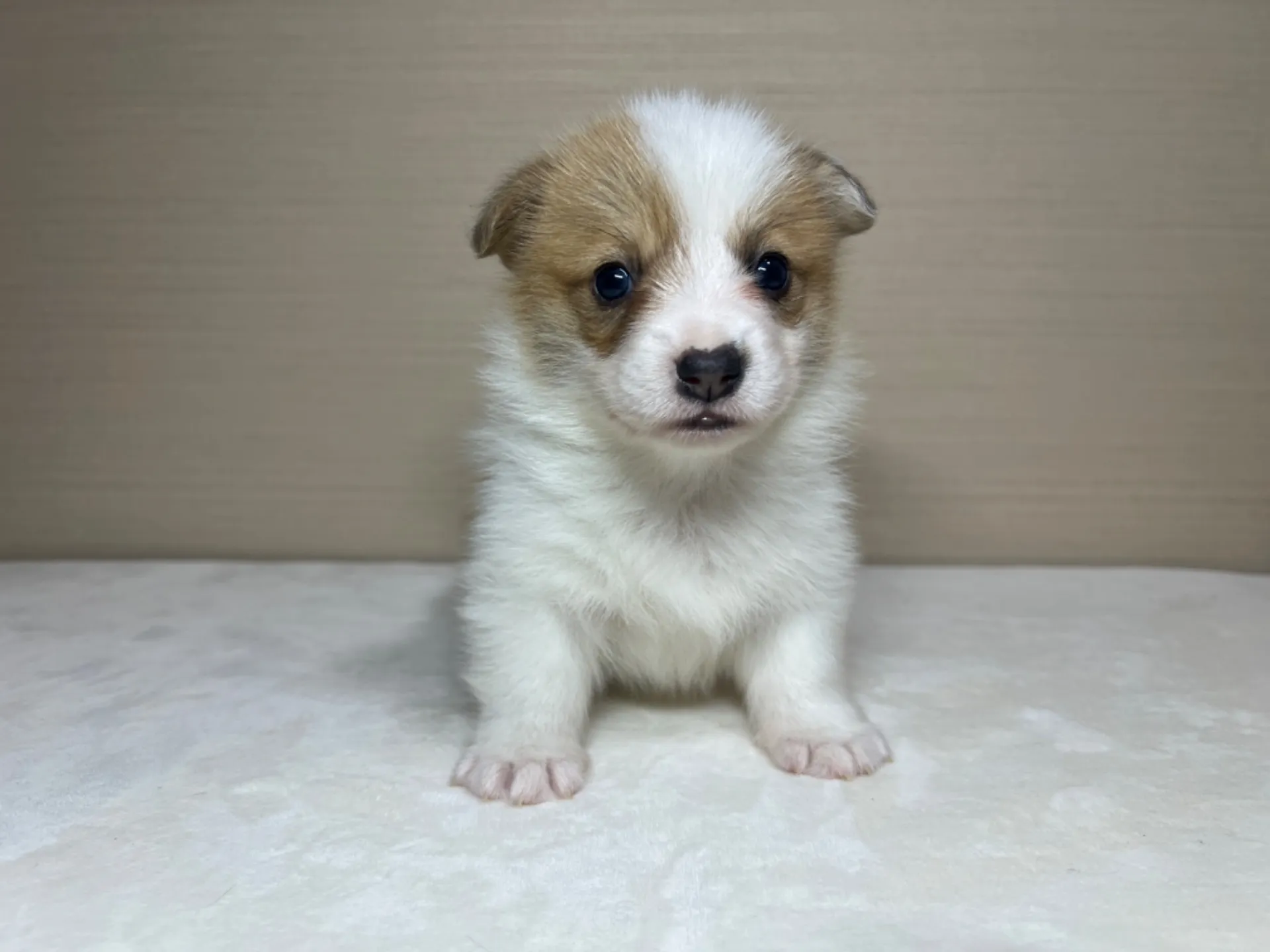 コーギー(3/14生)