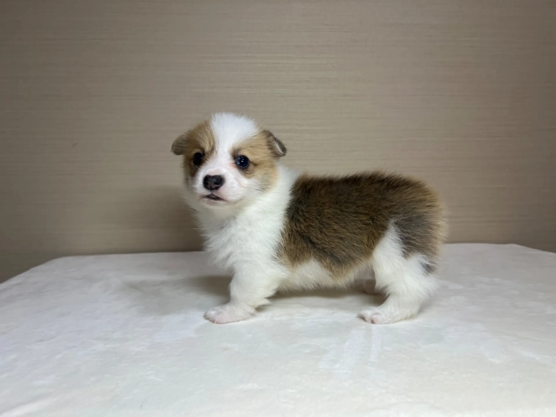 コーギー(3/14生)