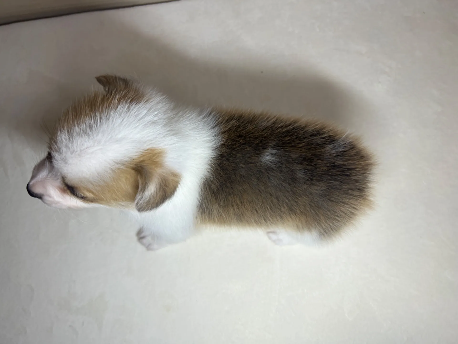 コーギー(3/14生)