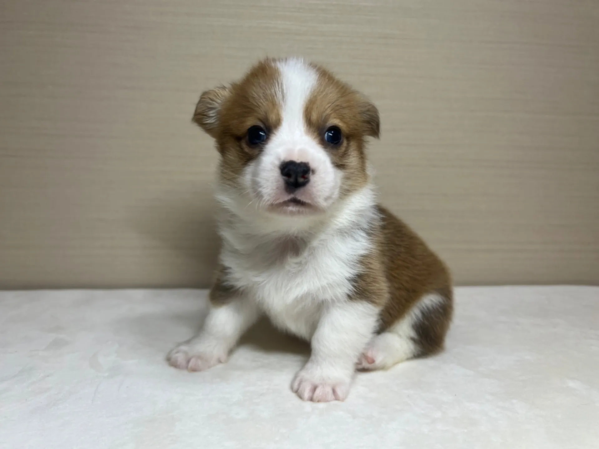 コーギー(3/14生)