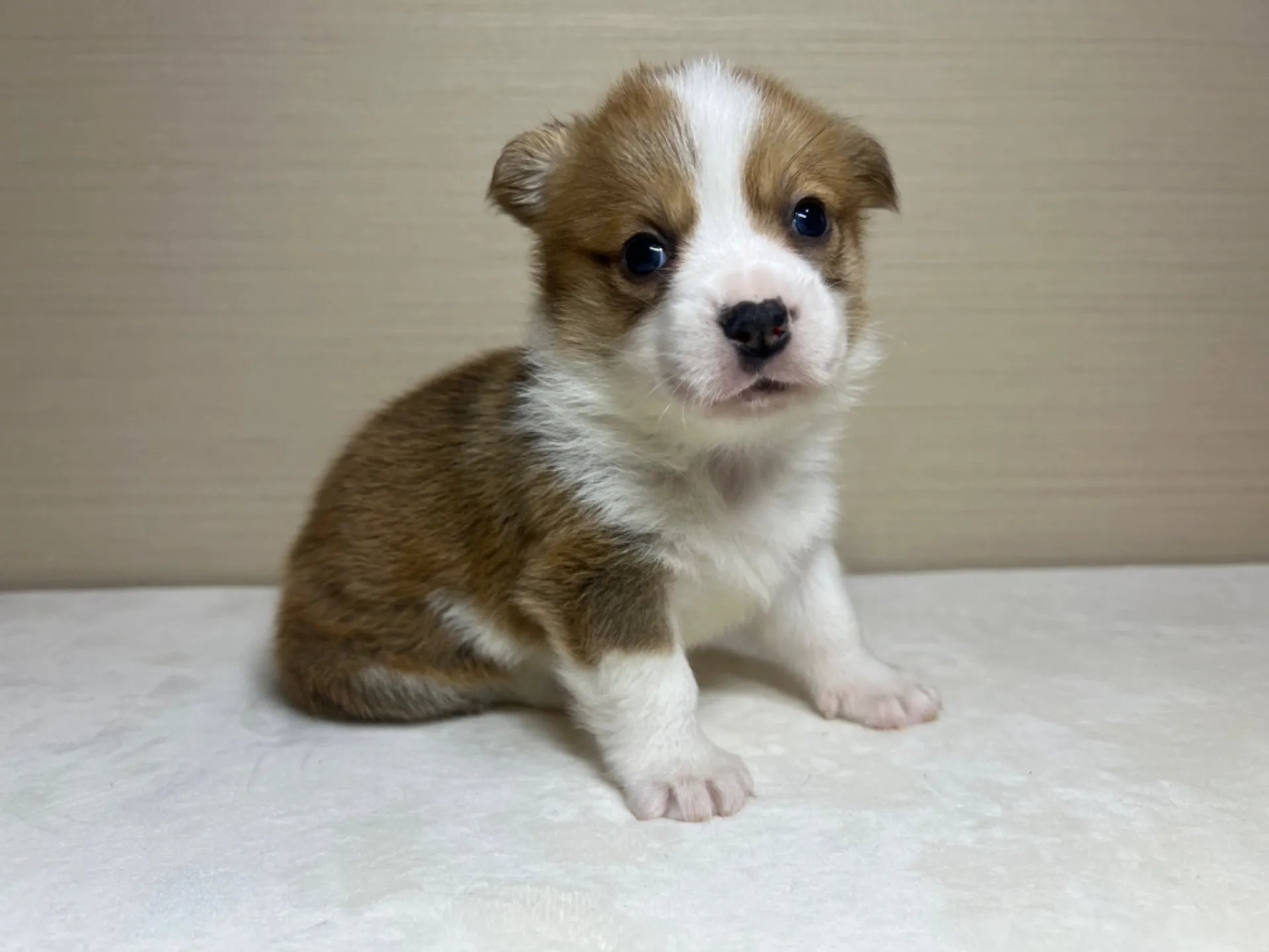 コーギー(3/14生)