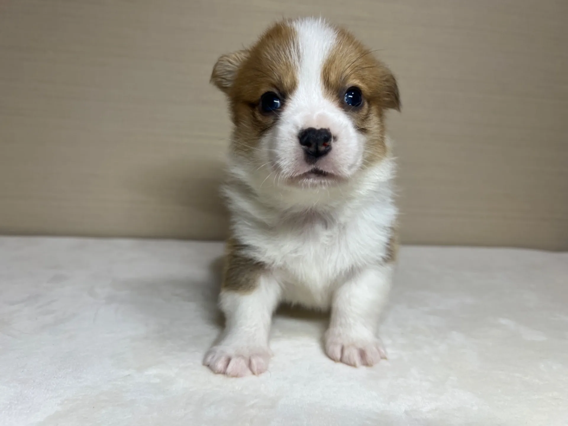 コーギー(3/14生)