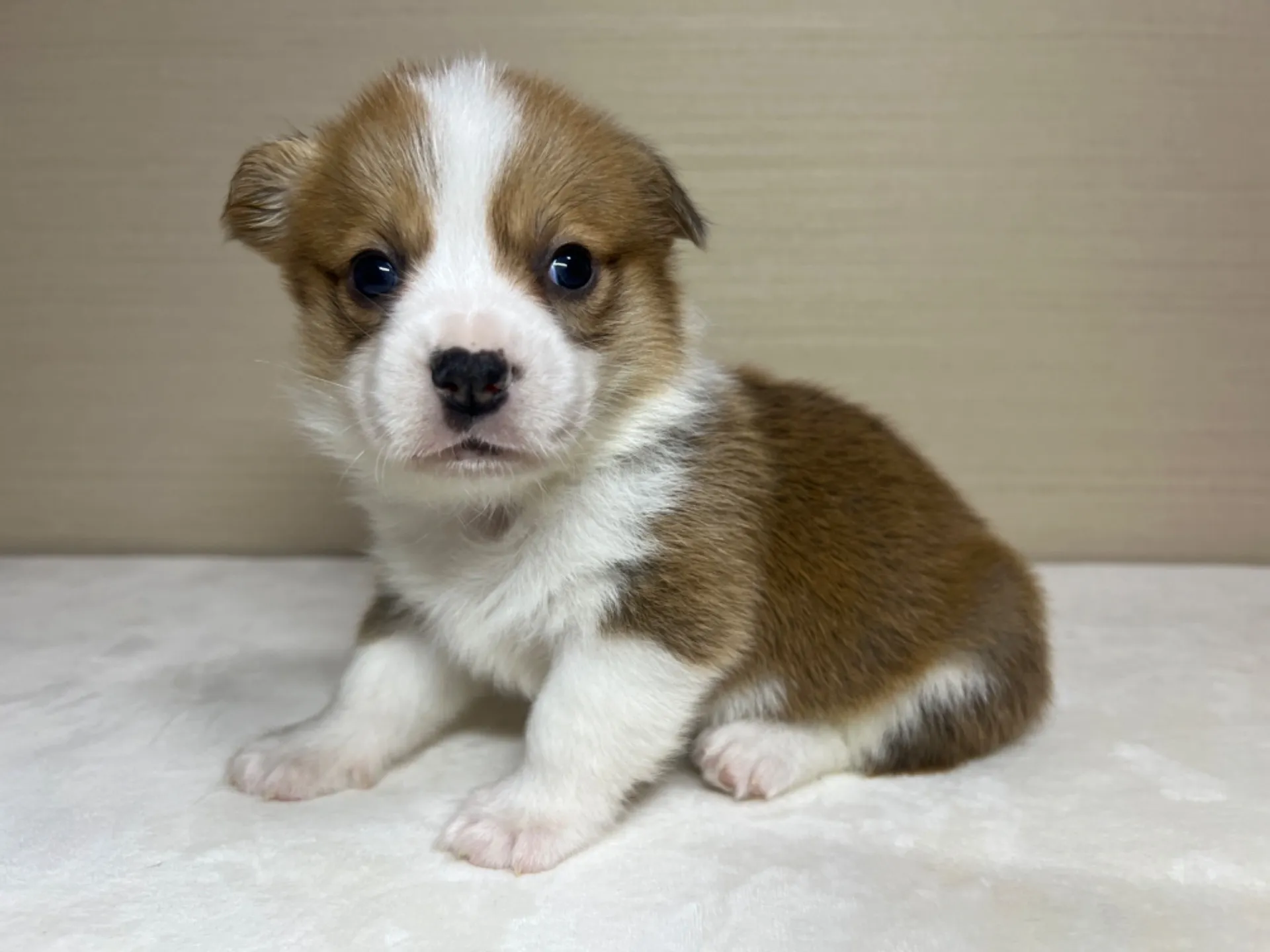 コーギー(3/14生)