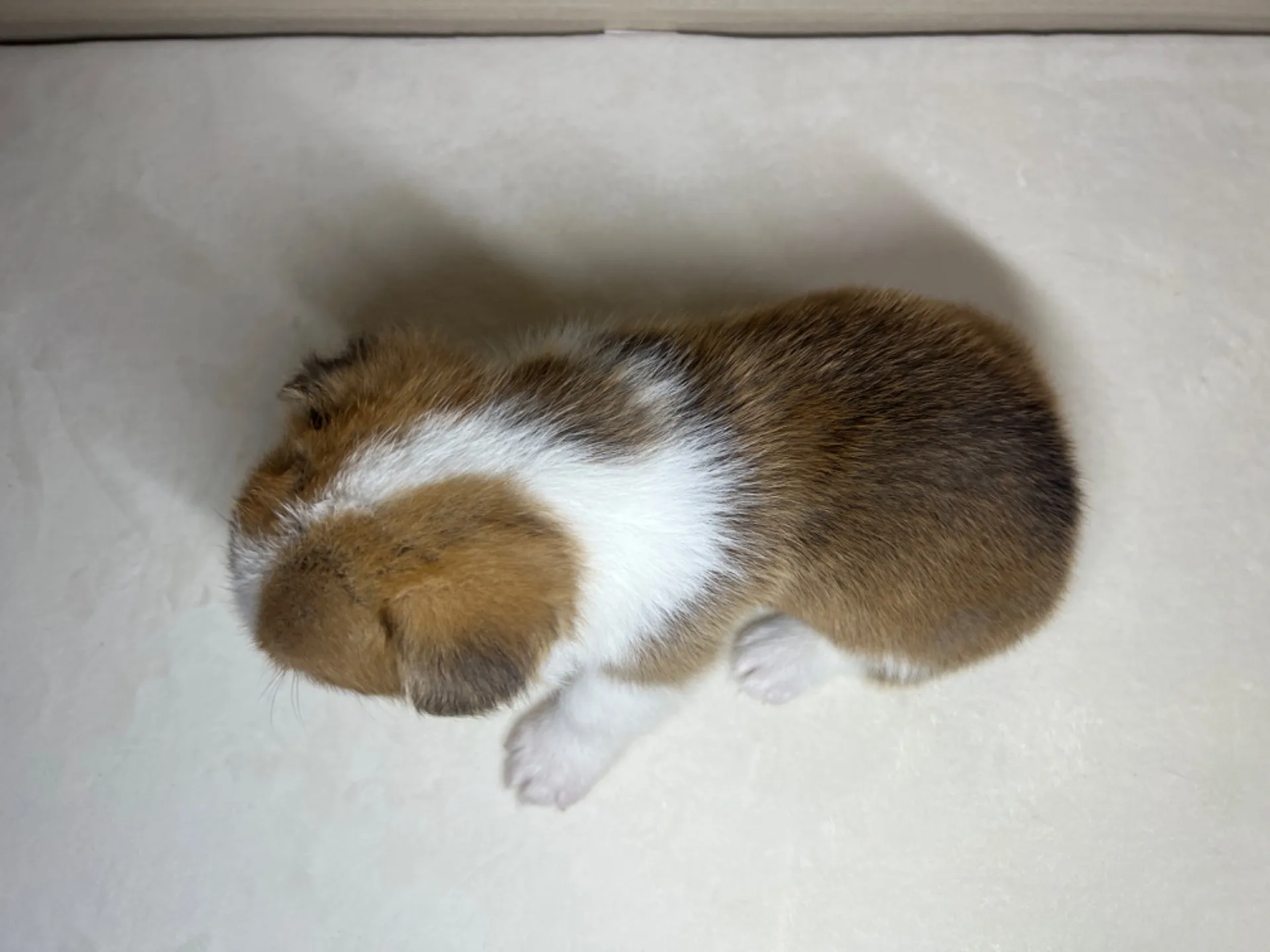 コーギー(3/14生)