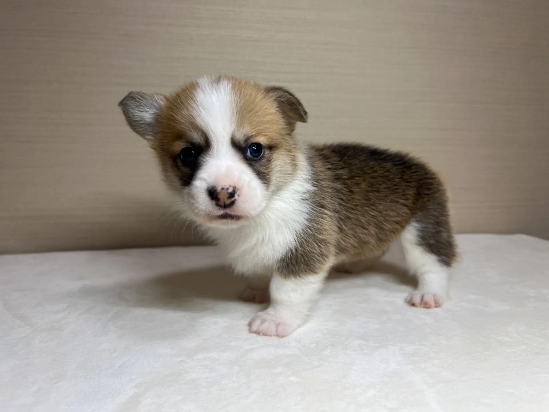 コーギー(3/14生)