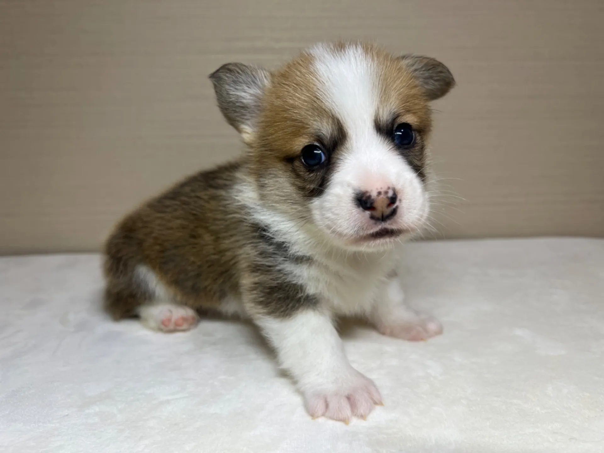 コーギー(3/14生)