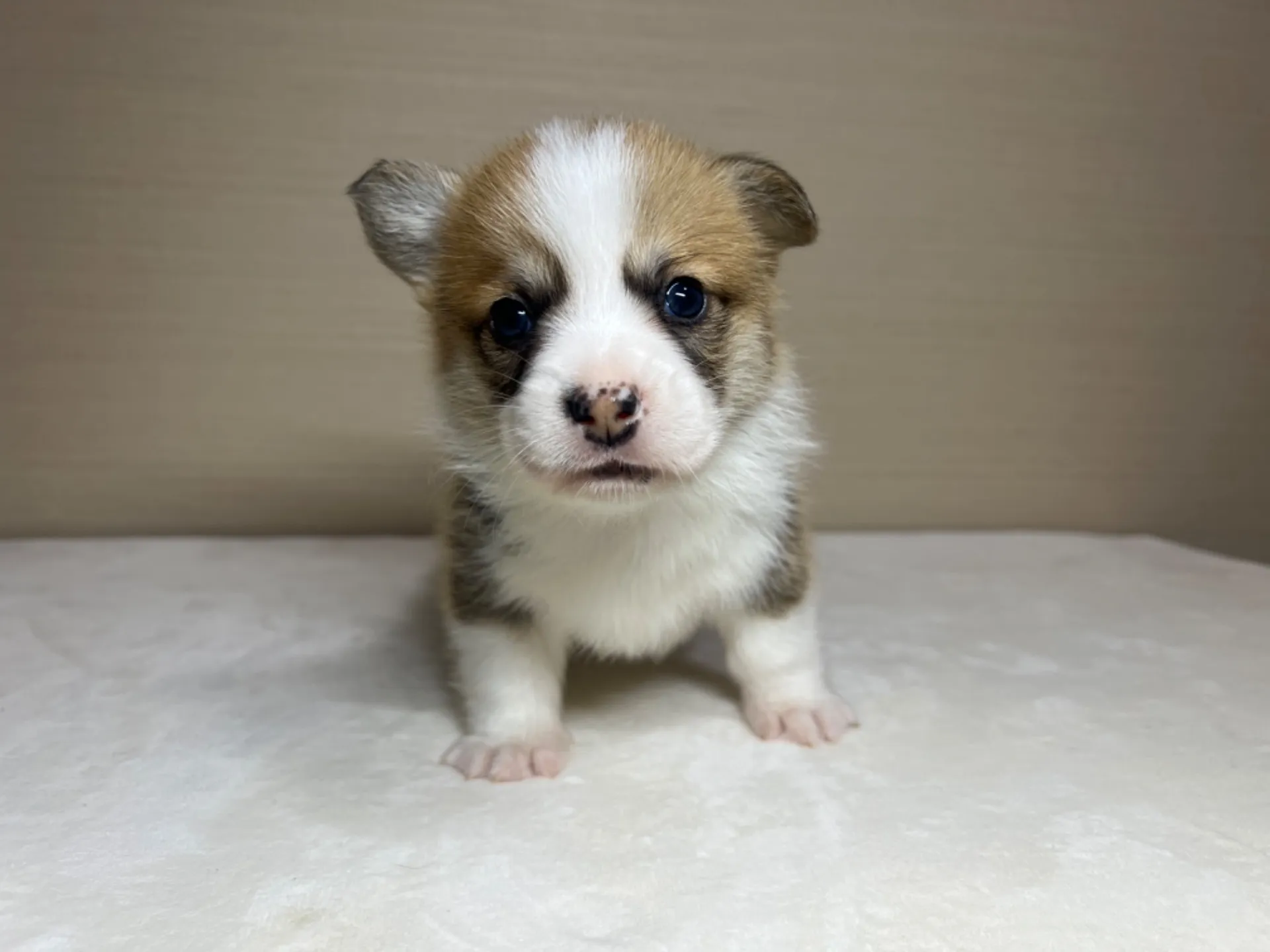 コーギー(3/14生)