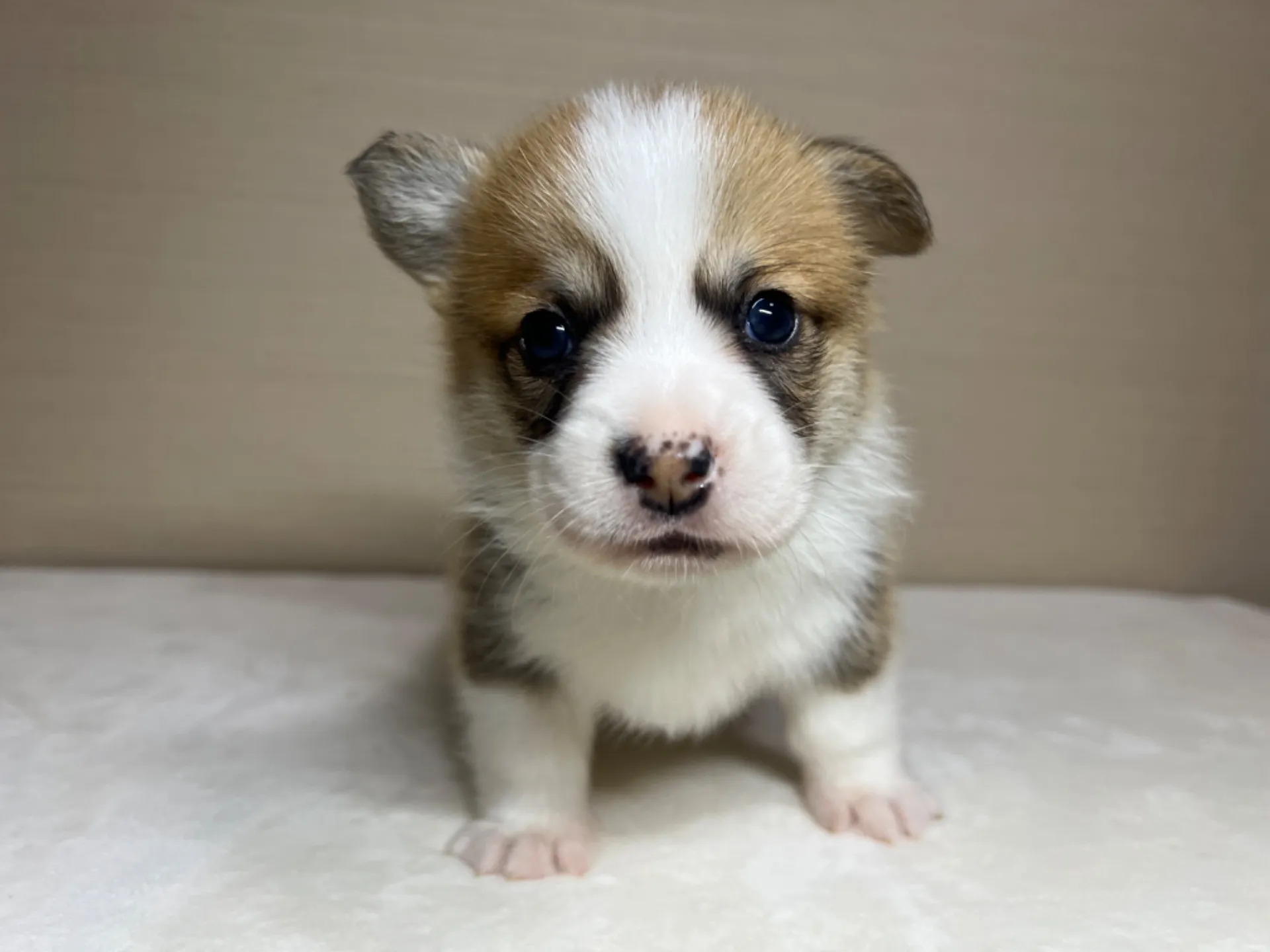 コーギー(3/14生)