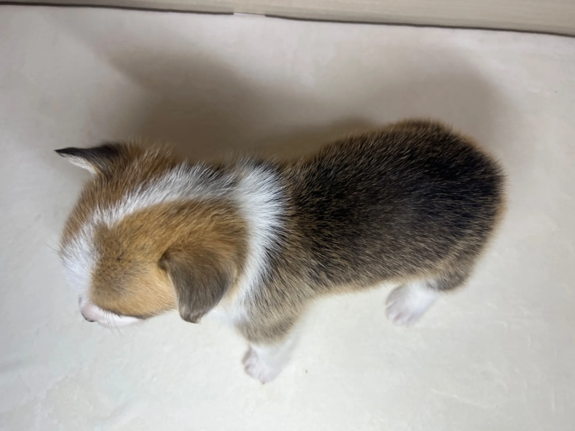 コーギー(3/14生)