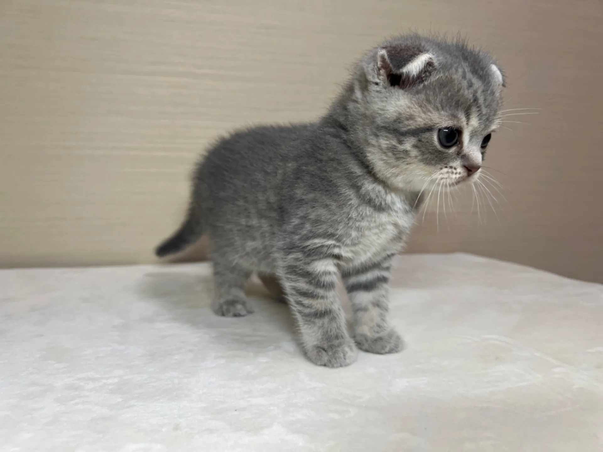 スコティッシュフォールド(4/13生)