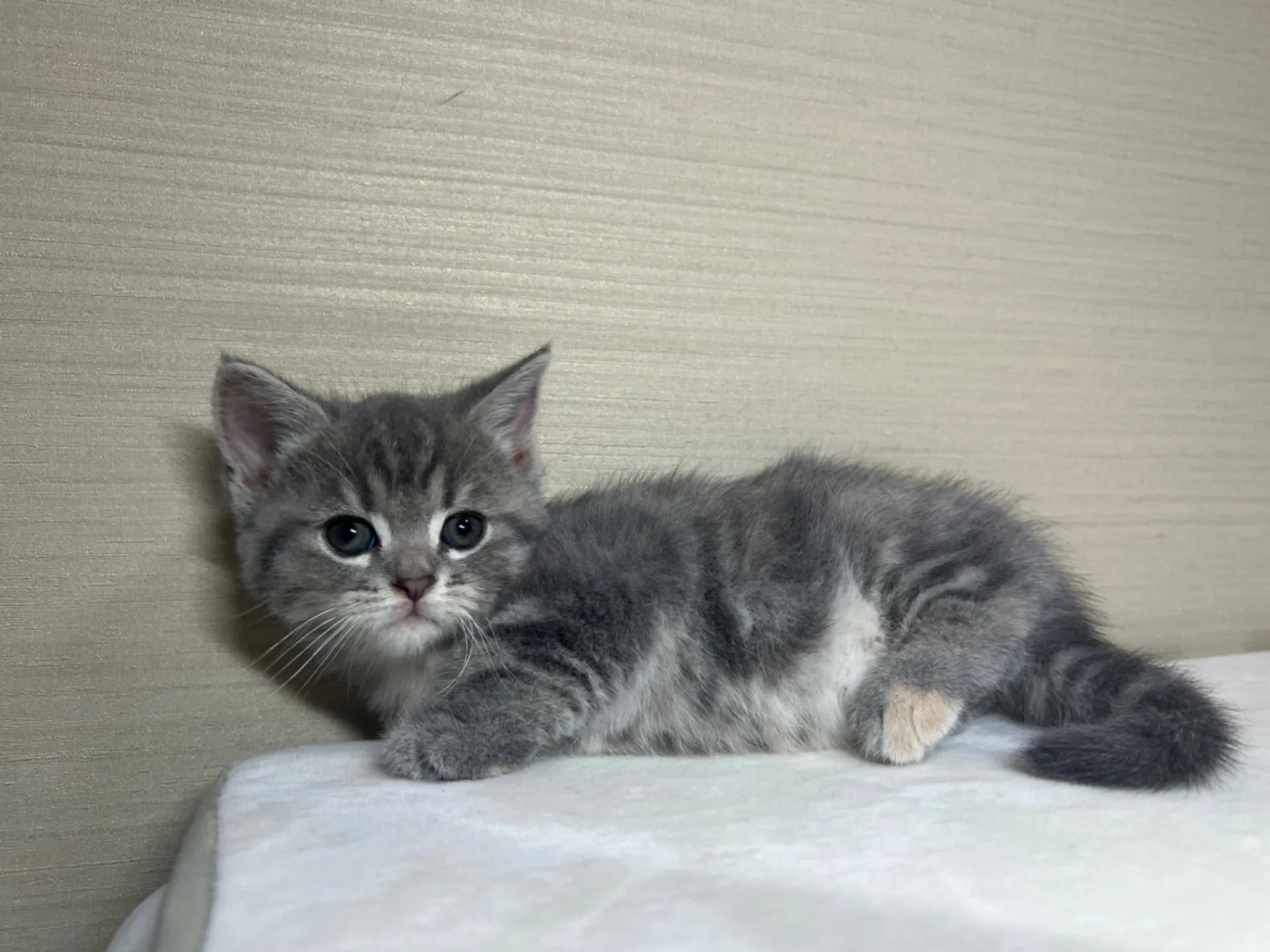 マンチカン(4/19生)