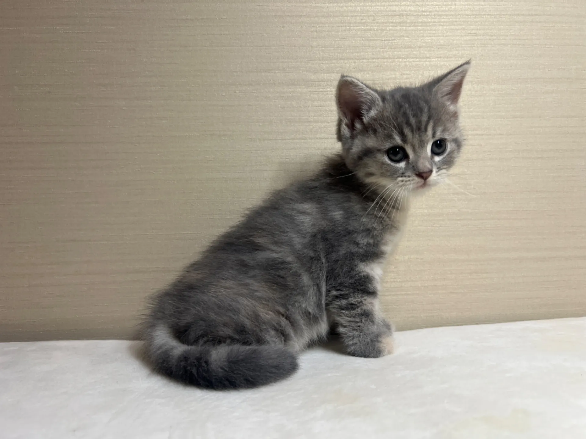 マンチカン(4/19生)