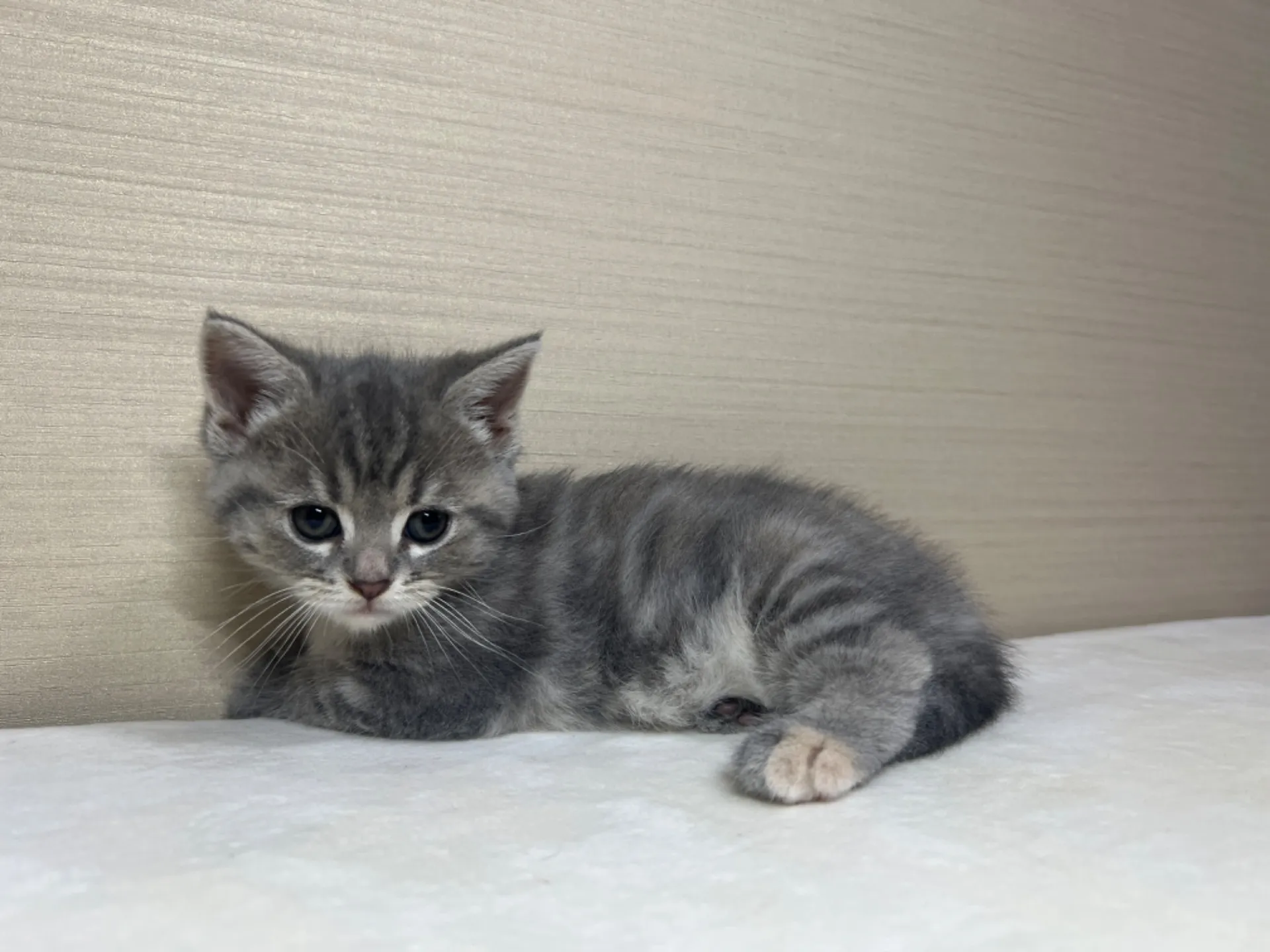 マンチカン(4/19生)