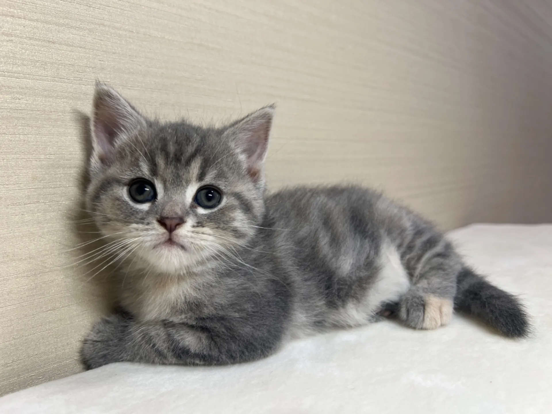 マンチカン(4/19生)