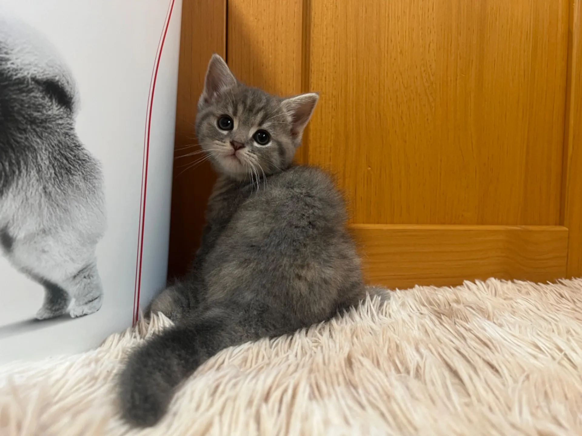 マンチカン(4/19生)