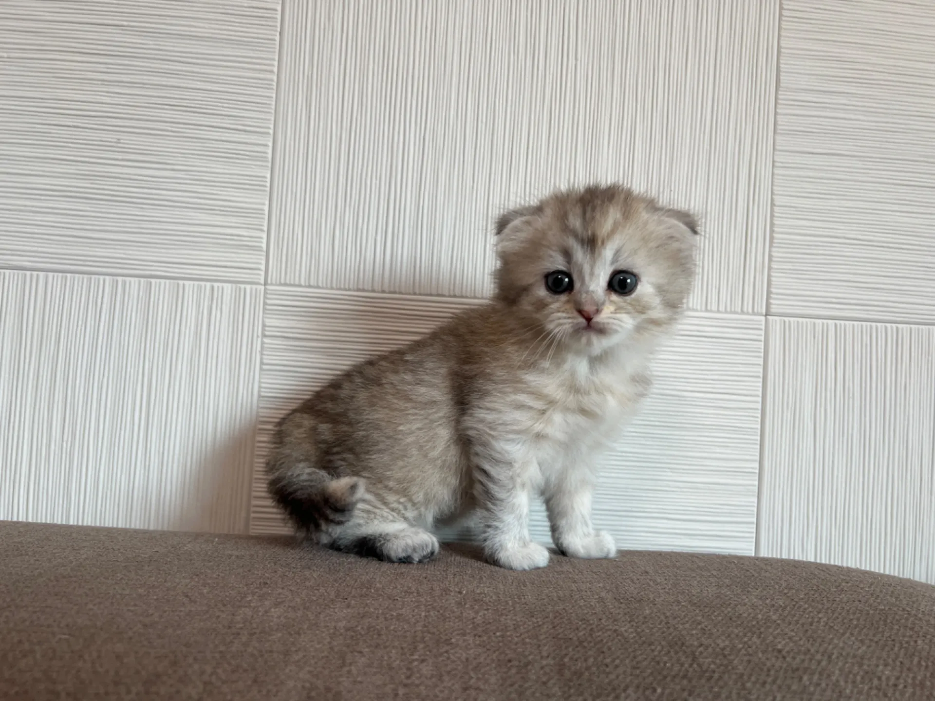 スコティッシュフォールド(8/1生)