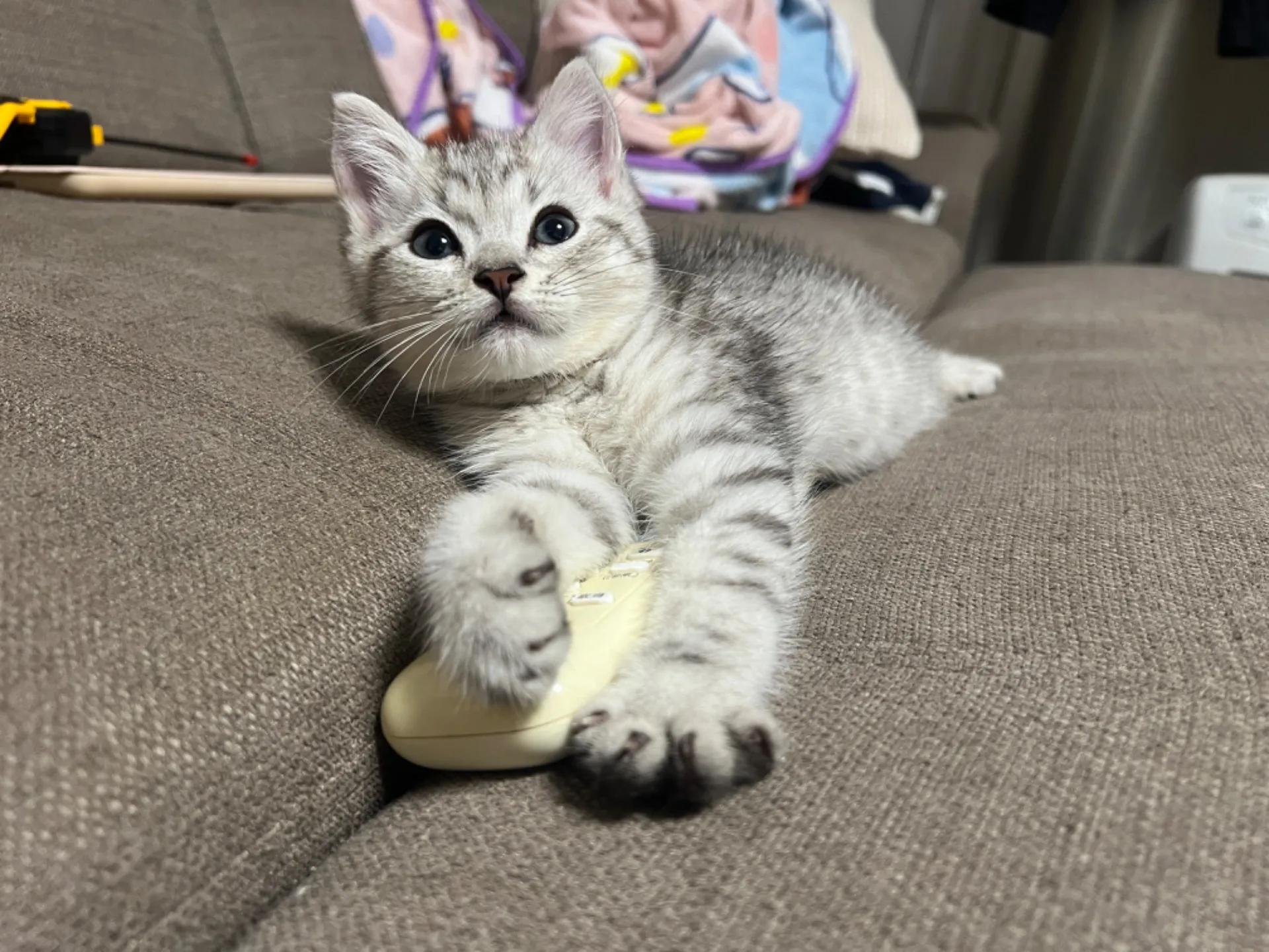 スコティッシュフォールド(8/2生)