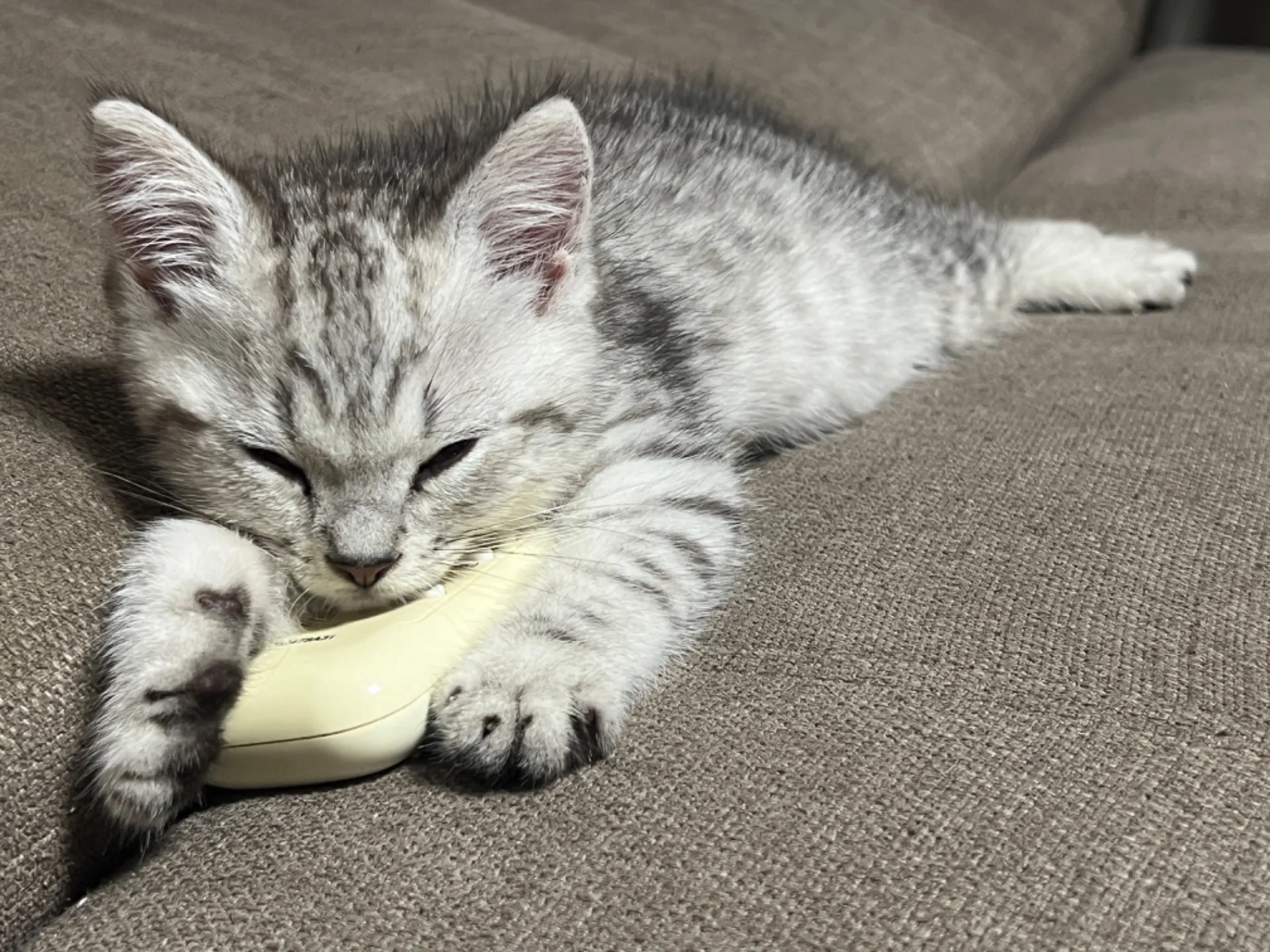 スコティッシュフォールド(8/2生)