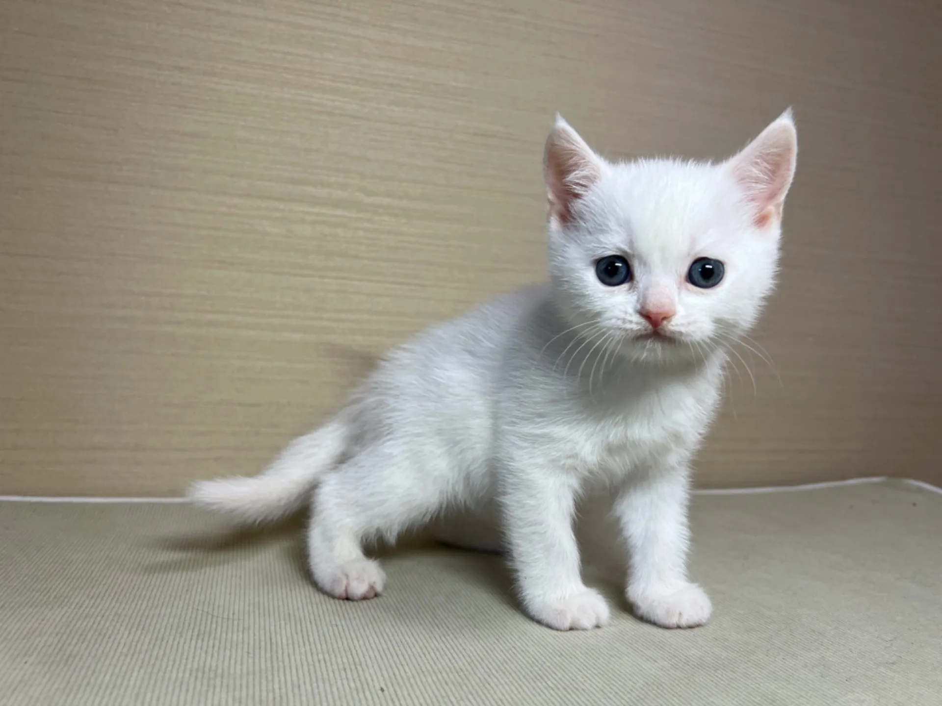 スコティッシュフォールド(10/19生)