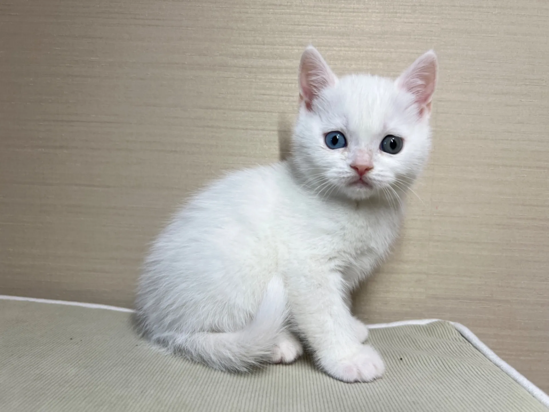 スコティッシュフォールド(10/19生)