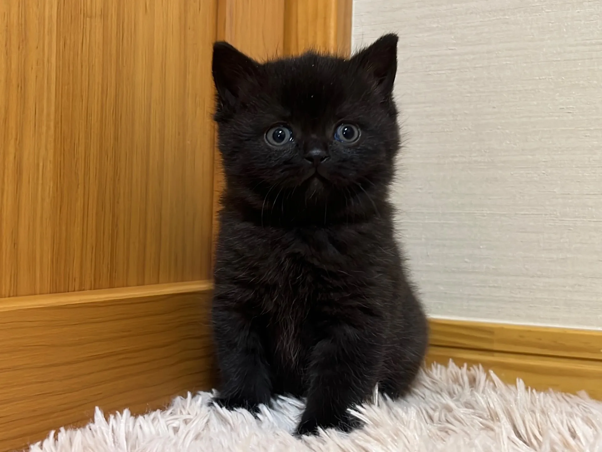 スコティッシュフォールド(10/25生)