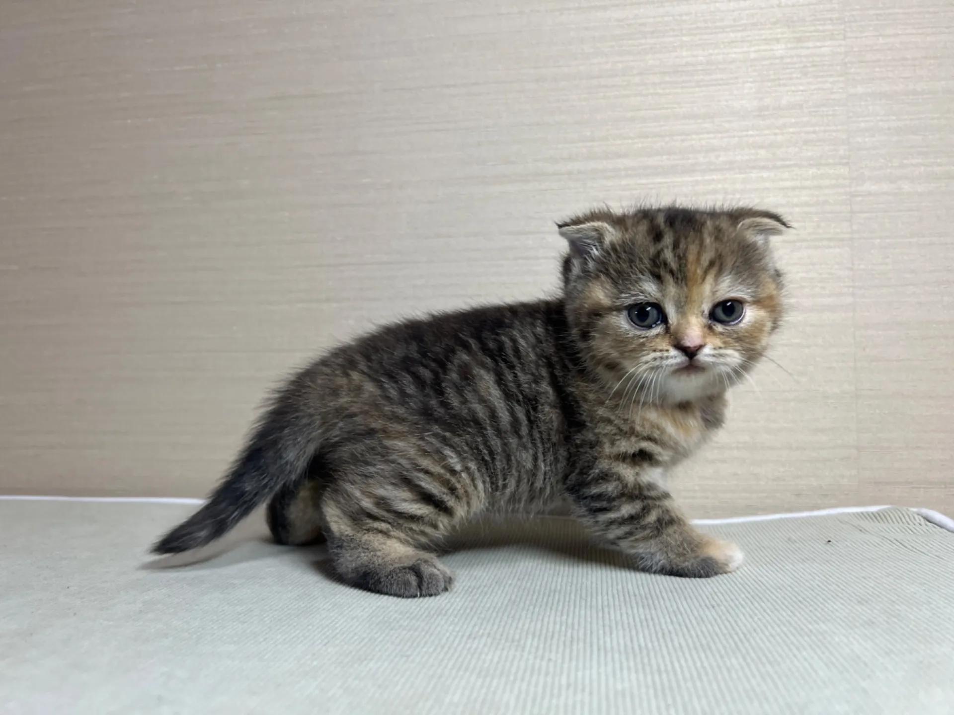 スコティッシュフォールド(10/25生)