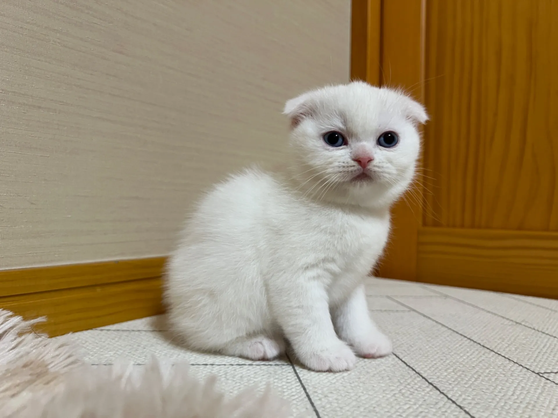 スコティッシュフォールド(10/25生)