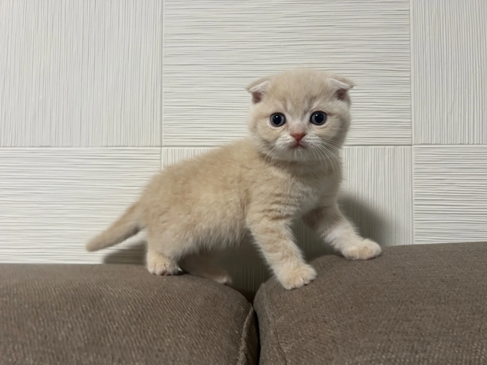 スコティッシュフォールド(1/9生)