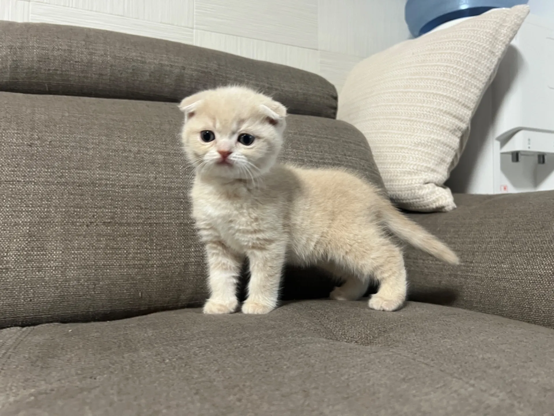 スコティッシュフォールド(1/9生)