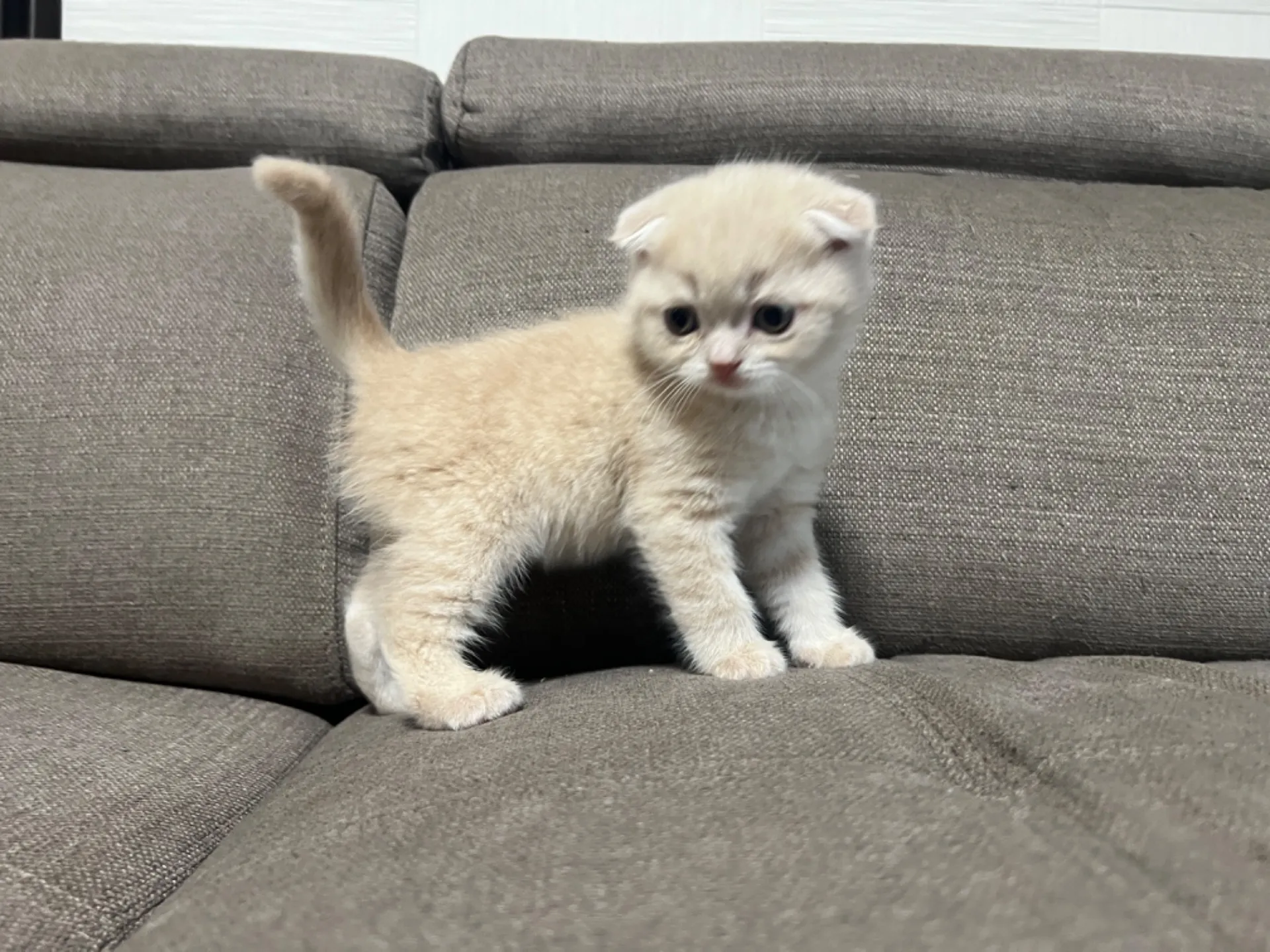 スコティッシュフォールド(1/9生)