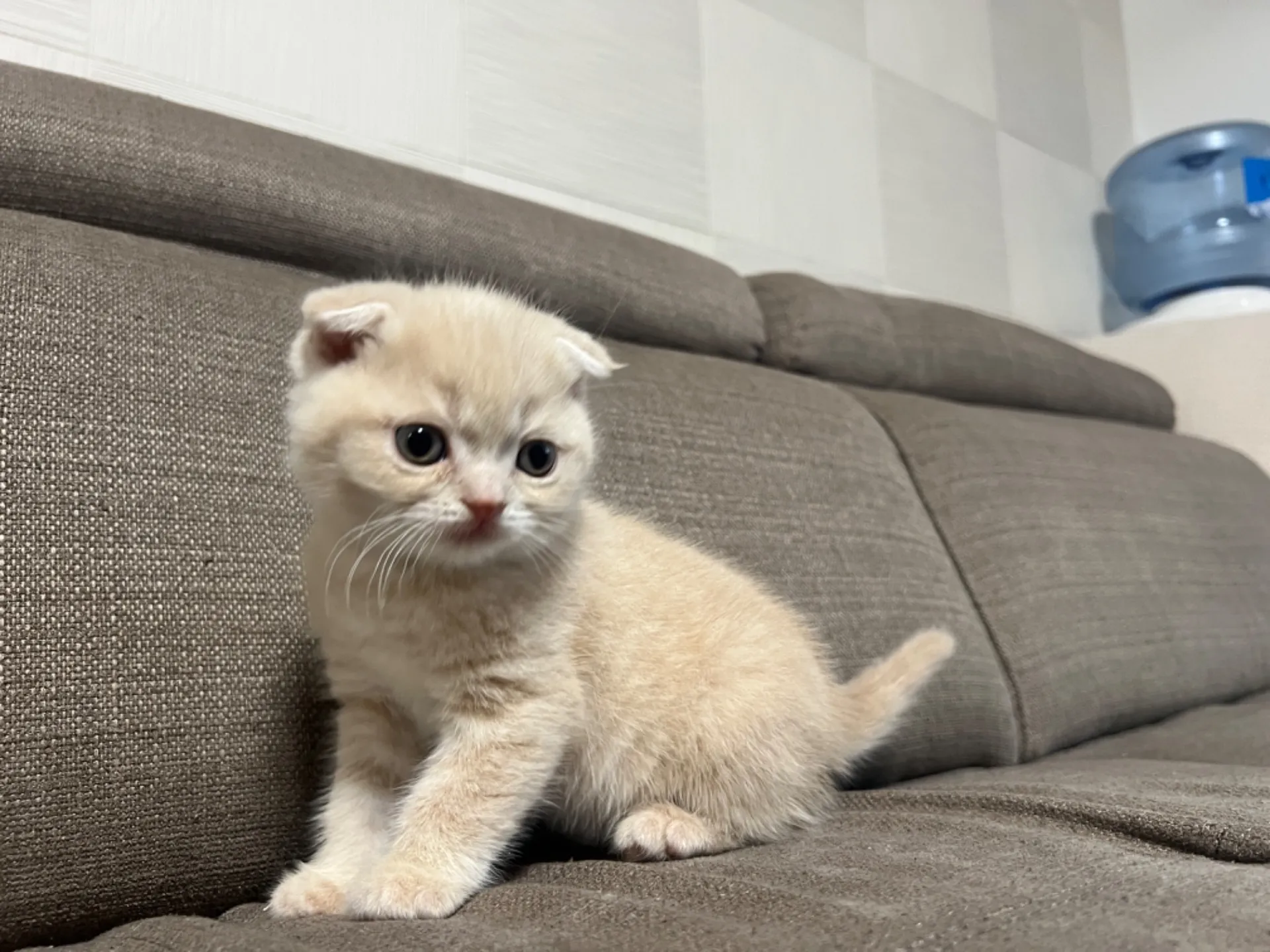 スコティッシュフォールド(1/9生)