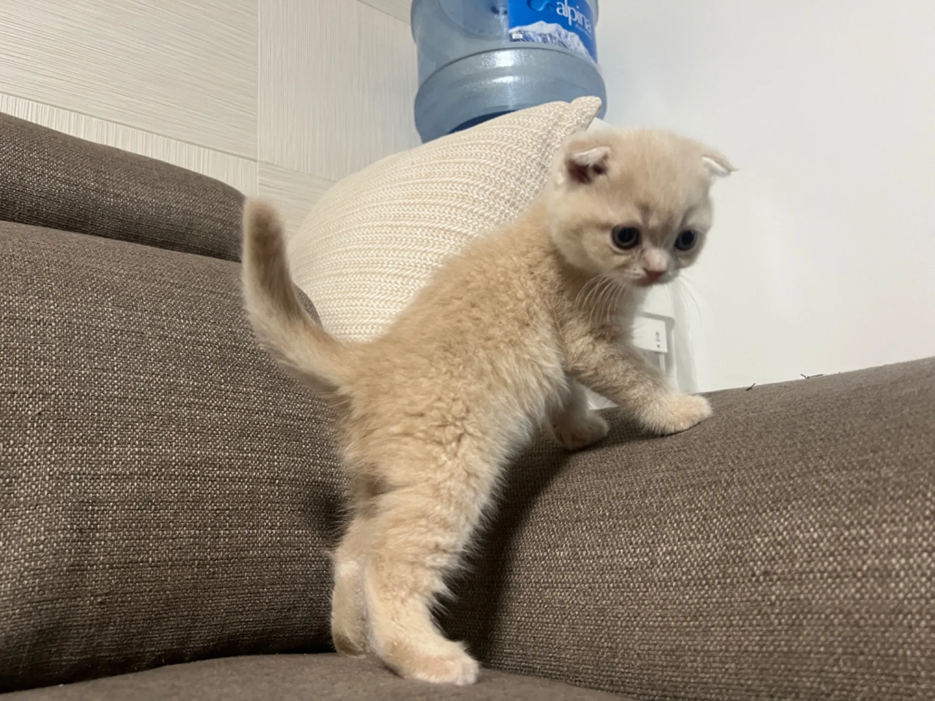 スコティッシュフォールド(1/9生)