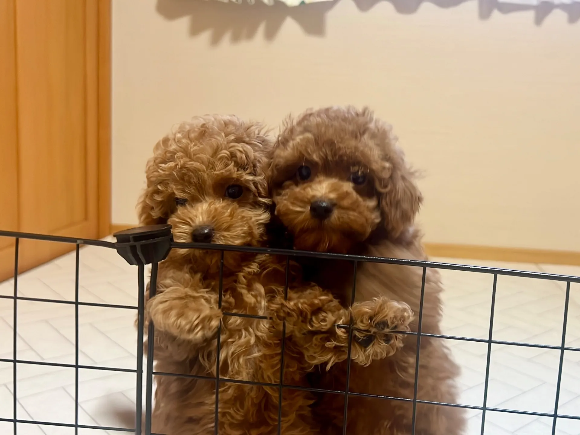 プードル(11/26生)