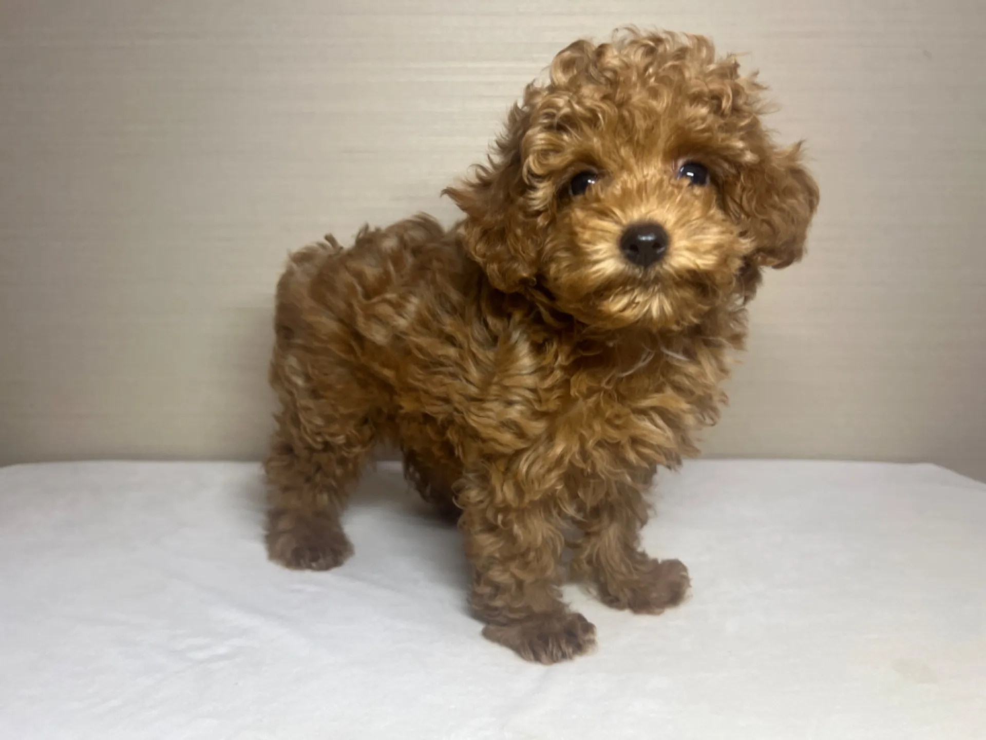 プードル(11/26生)