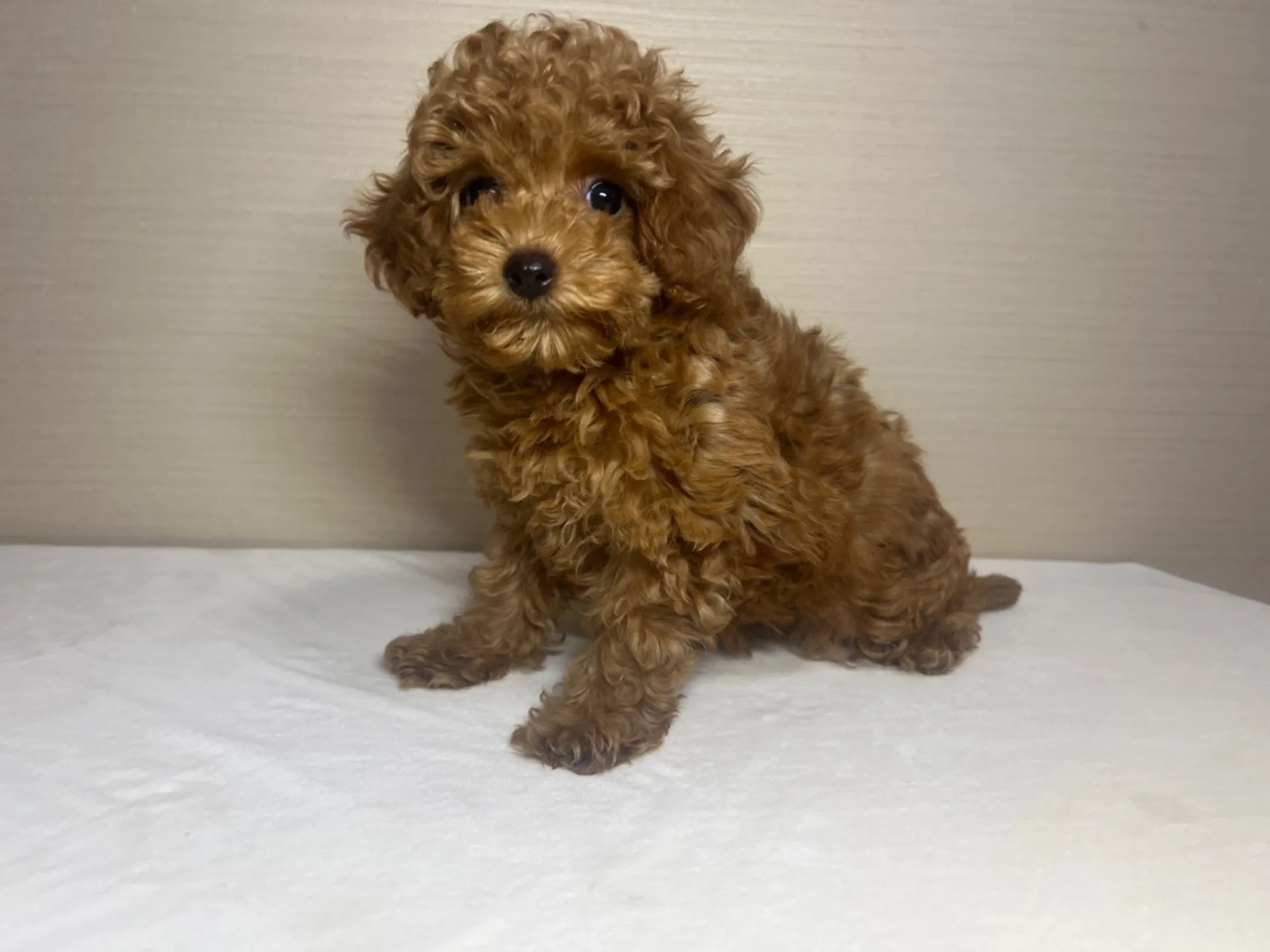 プードル(11/26生)