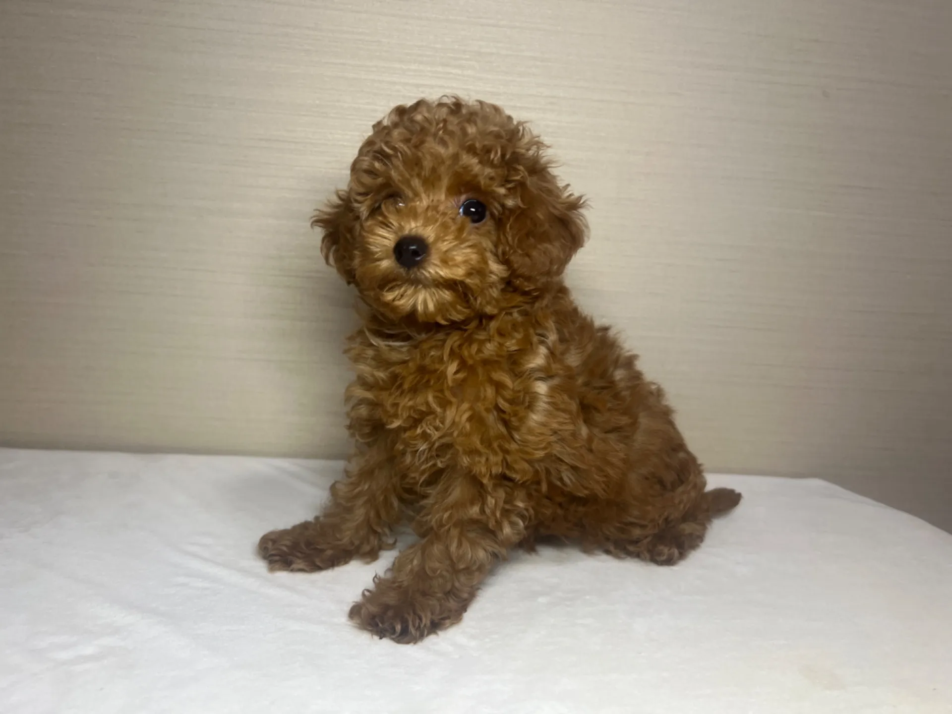 プードル(11/26生)