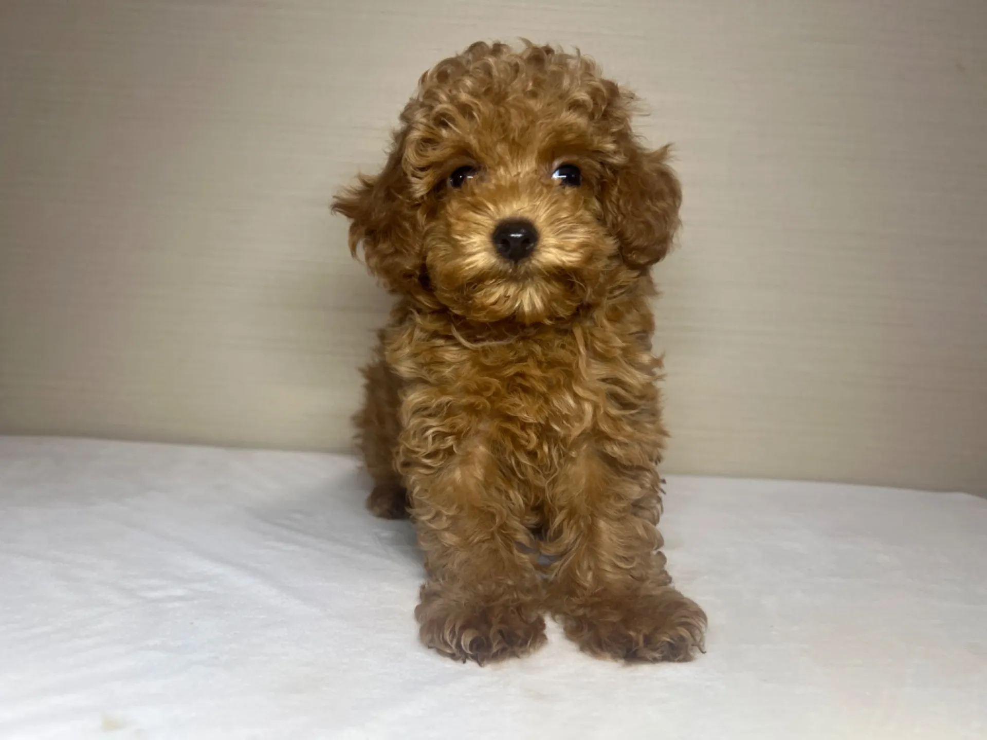 プードル(11/26生)