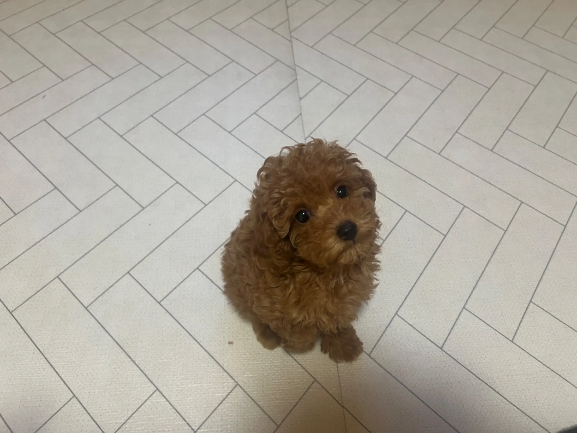 プードル(11/26生)