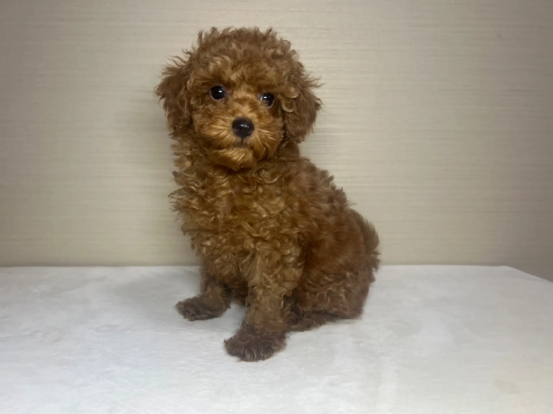 プードル(11/26生)