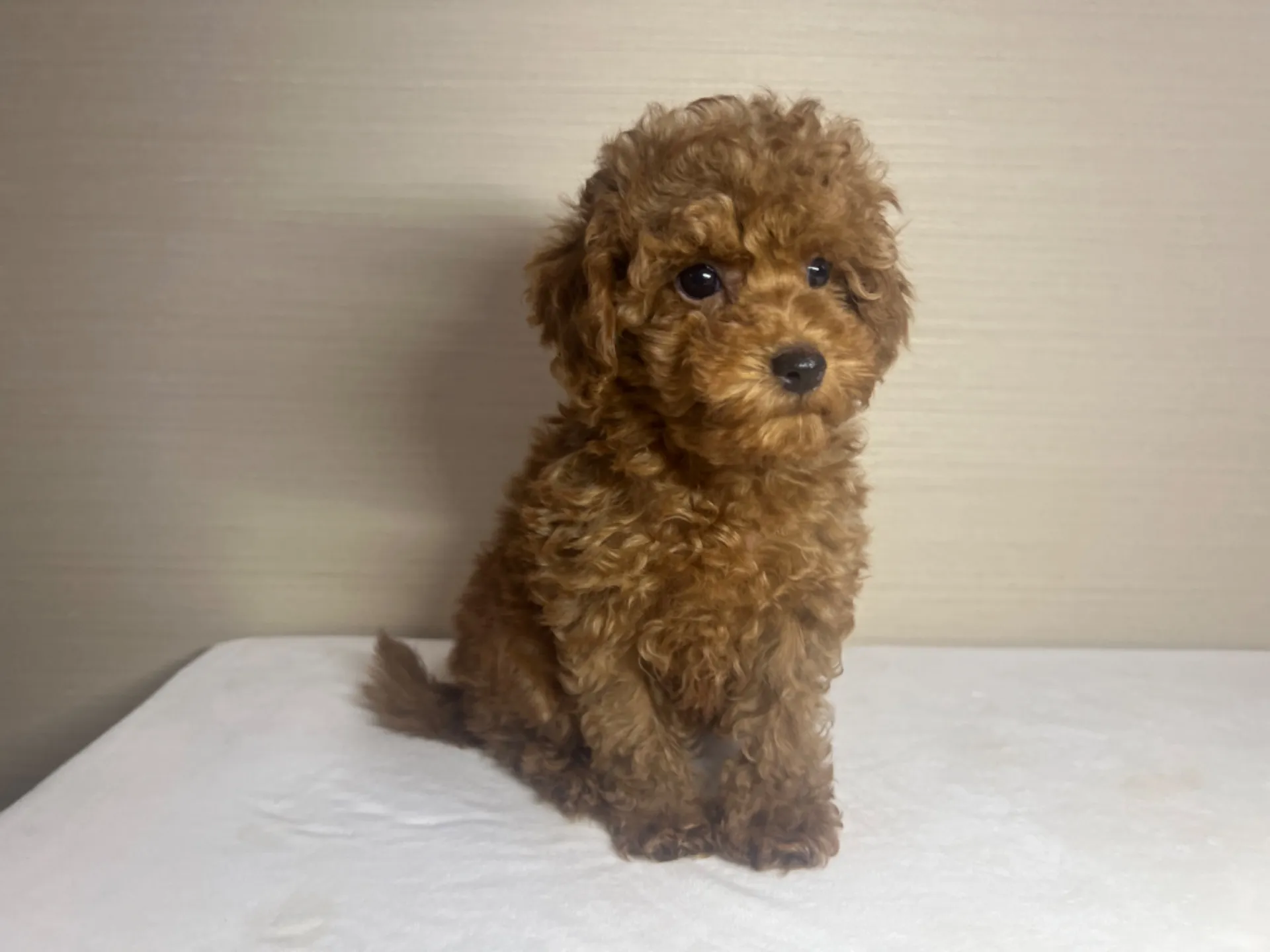 プードル(11/26生)