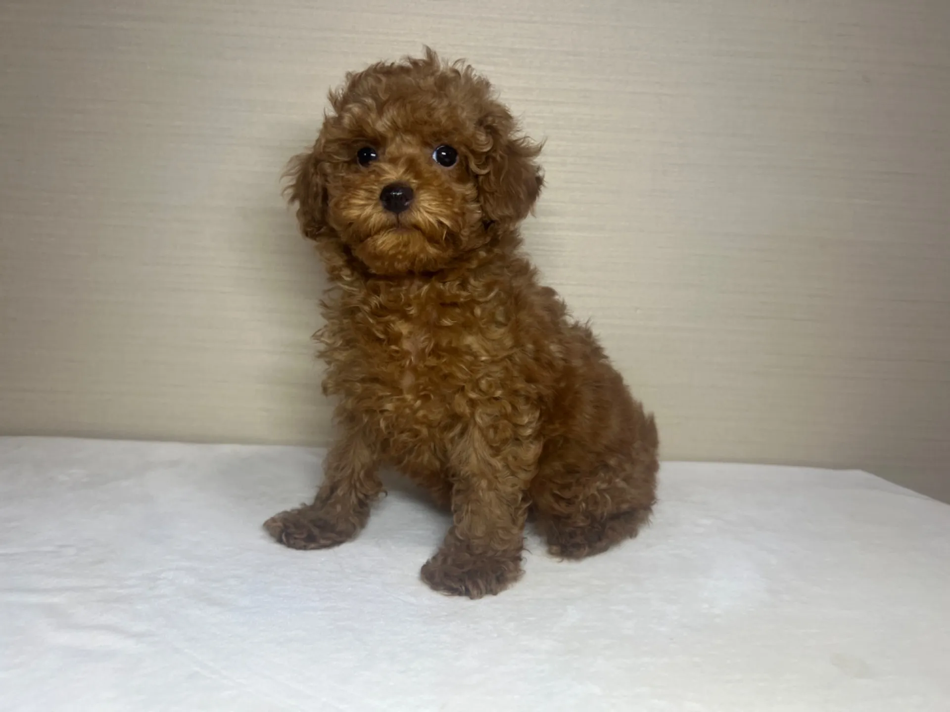 プードル(11/26生)