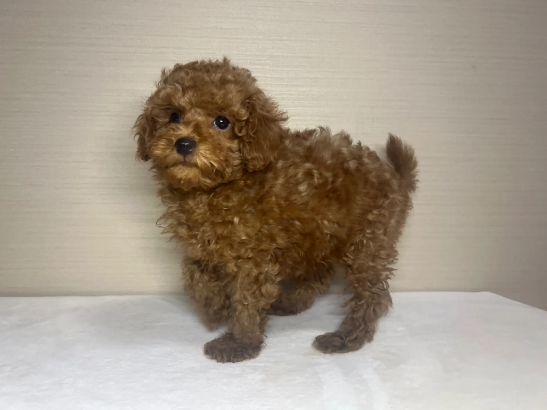 プードル(11/26生)