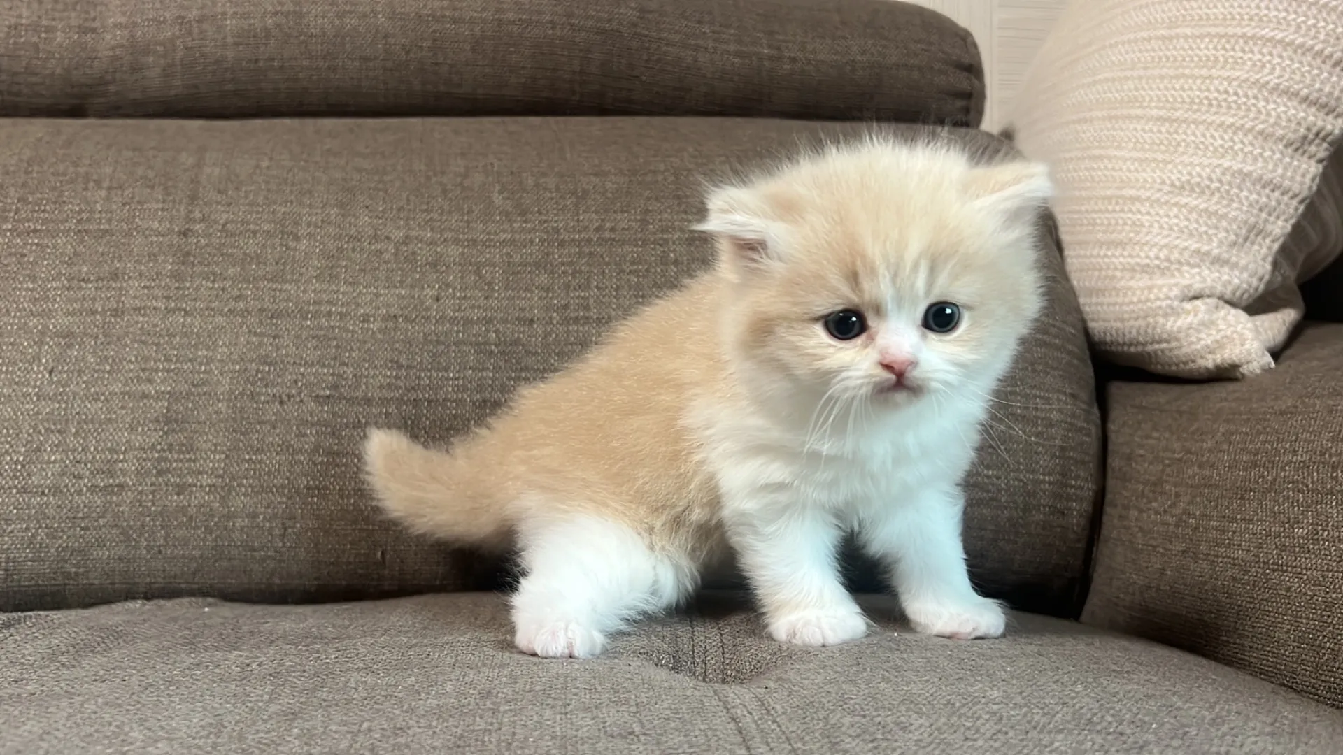 スコティッシュフォールド(1/14生)