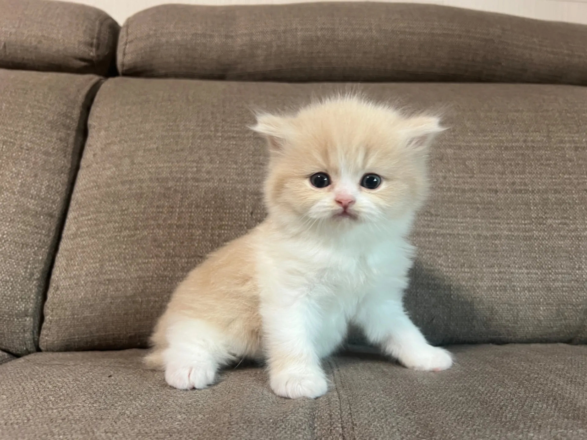 スコティッシュフォールド(1/14生)