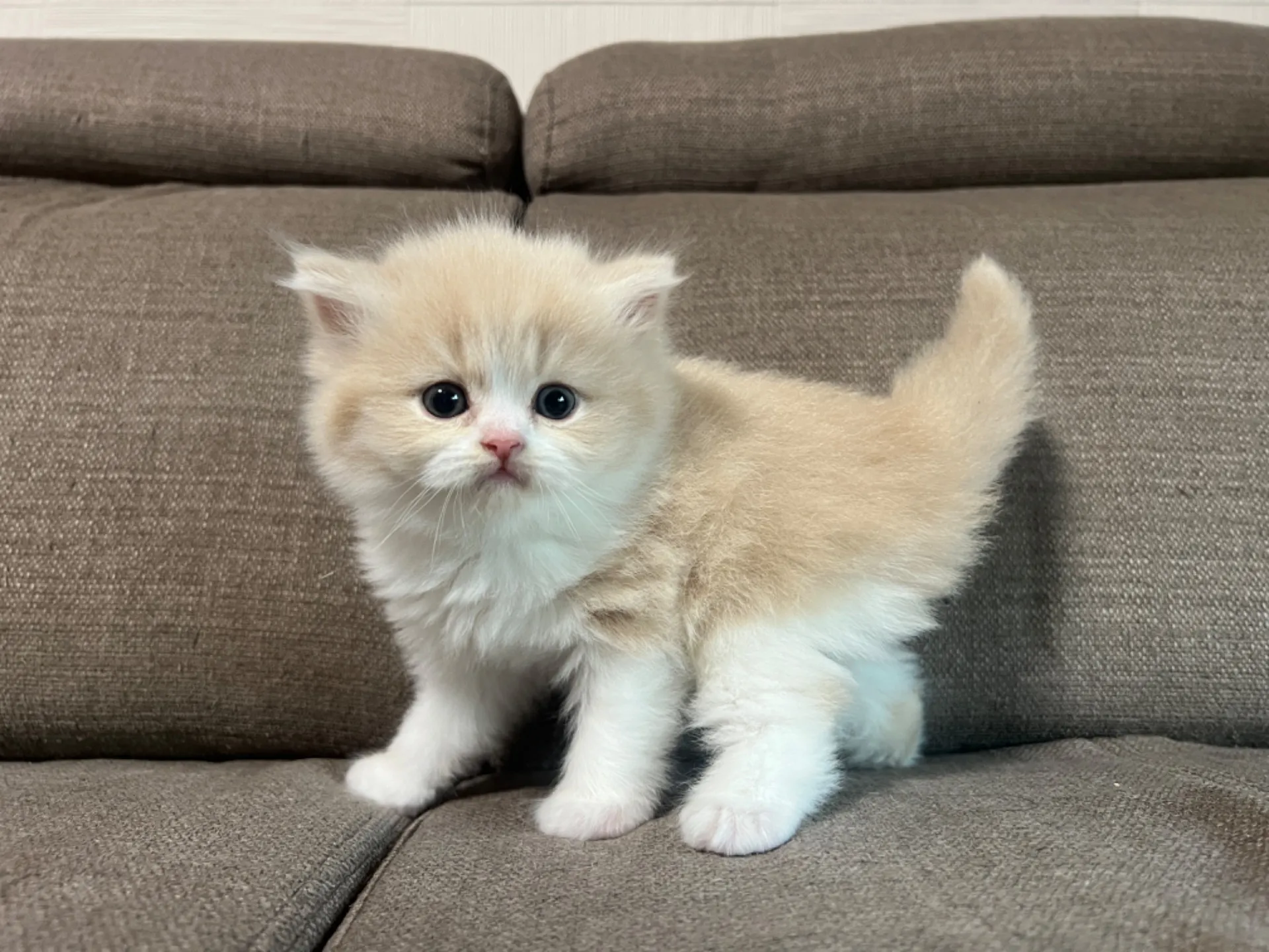 スコティッシュフォールド(1/14生)